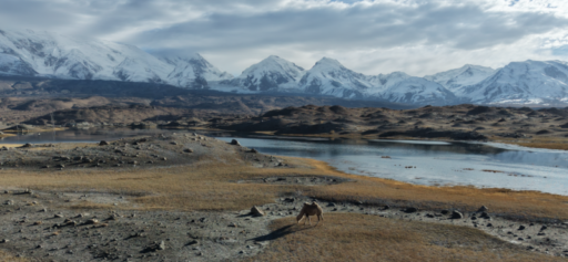 China-im-Blickpunkt-Kamel-Pamir-Rene-Ruschmeier