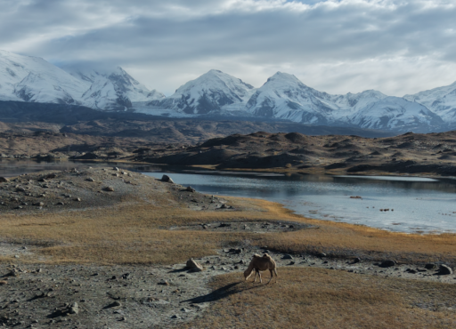 China-im-Blickpunkt-Kamel-Pamir-Rene-Ruschmeier